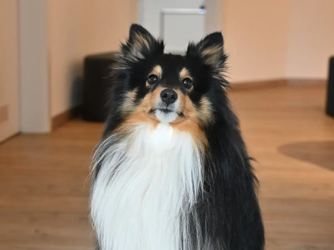 Loki